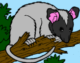 Disegno Scoiattolo Possum marsupiale pitturato su Raffaele