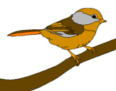 Disegno Uccellino  pitturato su twity
