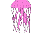 Disegno Medusa  pitturato su ROSA