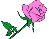 Disegno Rosa  pitturato su ivana
