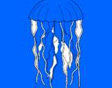 Disegno Medusa  pitturato su mattia r