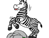 Disegno Zebra che salta sulle pietre  pitturato su MAURIZIO