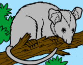 Disegno Scoiattolo Possum marsupiale pitturato su bisonte simo