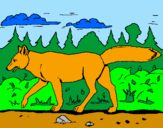 Disegno Coyote pitturato su davide mancini