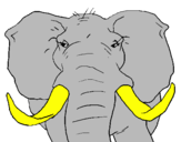 Disegno Elefante africano pitturato su giovanna