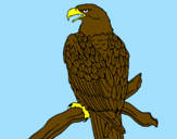 Disegno Aquila su un ramo pitturato su un mare di colore