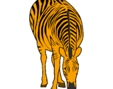 Disegno Zebra  pitturato su sofia