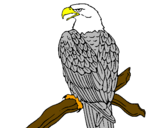 Disegno Aquila su un ramo pitturato su maia