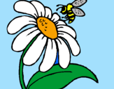 Disegno Margherita con ape  pitturato su Elisa