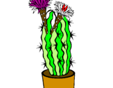 Disegno Cactus fioriti pitturato su Alessandro