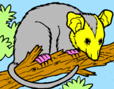 Disegno Scoiattolo Possum marsupiale pitturato su Martina