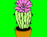 Disegno Cactus fiorito  pitturato su federica