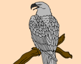 Disegno Aquila su un ramo pitturato su margarita