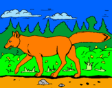 Disegno Coyote pitturato su arianna 