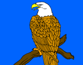 Disegno Aquila su un ramo pitturato su gabriele 1