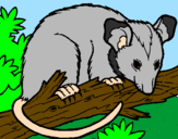 Disegno Scoiattolo Possum marsupiale pitturato su lexy