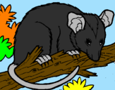 Disegno Scoiattolo Possum marsupiale pitturato su ricky