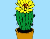 Disegno Cactus fiorito  pitturato su andrea