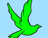 Disegno Colomba della pace in volo pitturato su giovanni sannino