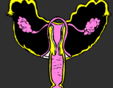 Disegno Vagina pitturato su francesco