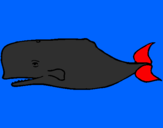 Disegno Balena blu pitturato su alessio t.