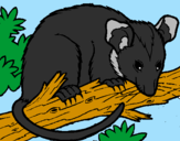 Disegno Scoiattolo Possum marsupiale pitturato su margarita
