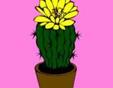 Disegno Cactus fiorito  pitturato su Martina