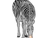 Disegno Zebra  pitturato su pippo