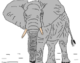 Disegno Elefante  pitturato su kety