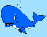 Disegno Balena timida  pitturato su camilla 
