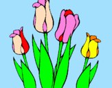 Disegno Tulipani  pitturato su alida
