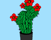 Disegno Fiori di cactus  pitturato su emmachiara