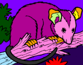 Disegno Scoiattolo Possum marsupiale pitturato su TITI