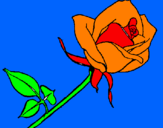 Disegno Rosa  pitturato su greta