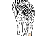 Disegno Zebra  pitturato su Greta