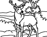 Disegno Cervo adulto  pitturato su edo
