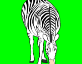 Disegno Zebra  pitturato su gabriele fasone