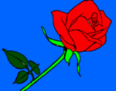 Disegno Rosa  pitturato su marta
