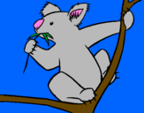 Disegno Koala  pitturato su raffaele