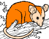 Disegno Scoiattolo Possum marsupiale pitturato su francesca