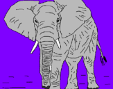 Disegno Elefante  pitturato su SIMONE