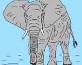 Disegno Elefante  pitturato su giuseppe