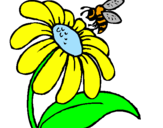 Disegno Margherita con ape  pitturato su Linda