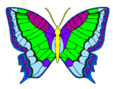 Disegno Farfalla  pitturato su federico