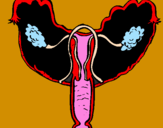 Disegno Vagina pitturato su federico
