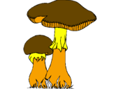 Disegno Funghi pitturato su max