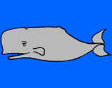 Disegno Balena blu pitturato su mattia