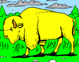 Disegno Bufalo  pitturato su bufalo