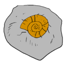 Disegno Chiocciola fossile  pitturato su federico