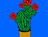 Disegno Fiori di cactus  pitturato su giuseppe    AZZARITO